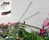 Chalcolestes viridis